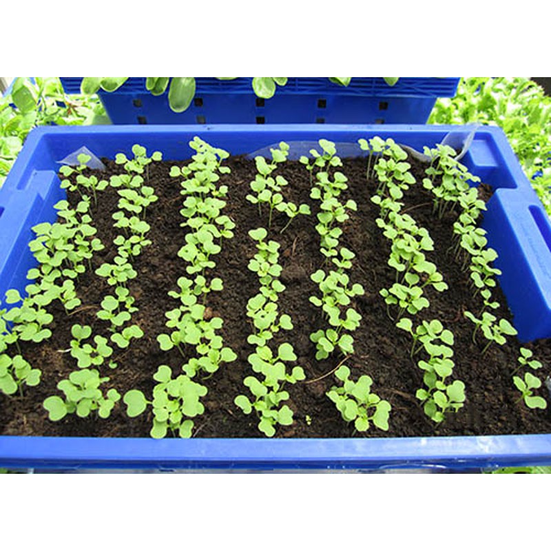 Túi Lớn 1Kg  Hạt Giống Cải Bẹ Xanh Dễ Trồng