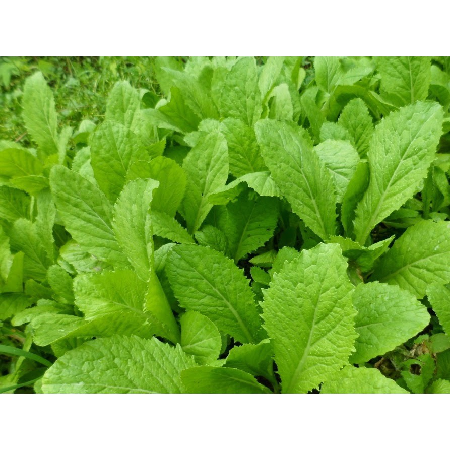 Túi Lớn 1Kg  Hạt Giống Cải Bẹ Xanh Dễ Trồng