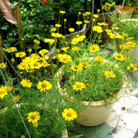 Hạt Giống Hoa Cúc Sao Băng 100Mg