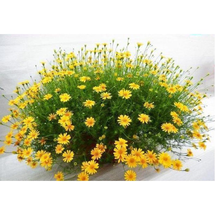 Hạt Giống Hoa Cúc Sao Băng 100Mg