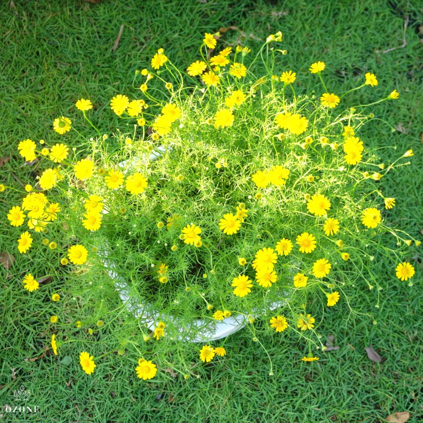 Hạt Giống Hoa Cúc Sao Băng 100Mg