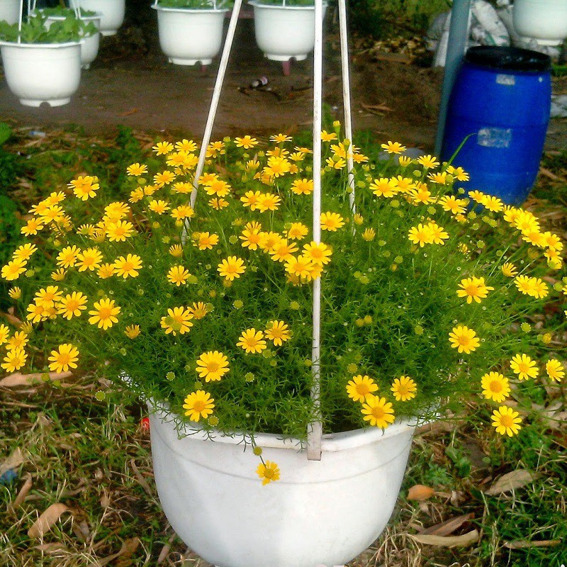 Hạt Giống Hoa Cúc Sao Băng 100Mg