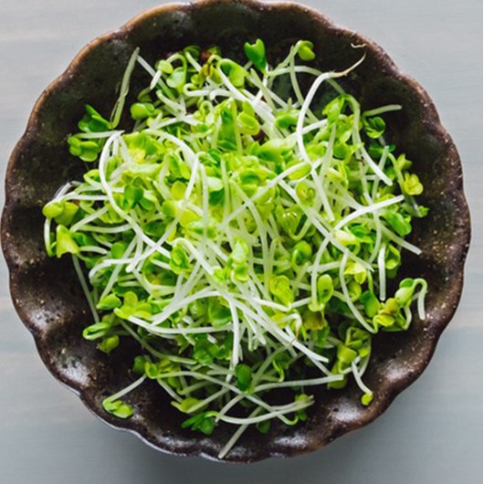 Túi Lớn 1Kg Hạt Giống Rau Mầm Bông Cải Xanh Italia Dễ Trồng