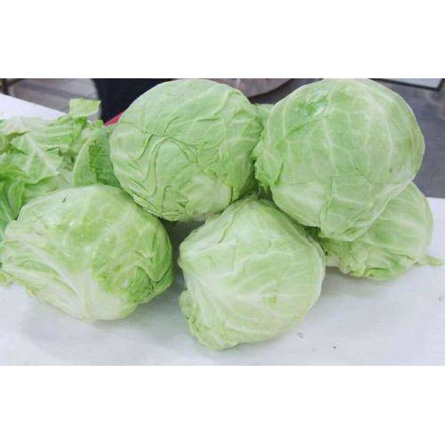 Hạt Giống Bắp Cải F1 (Bắp Sú, Cải Nồi) 1G