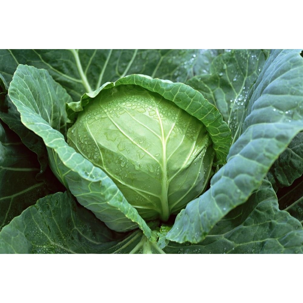 Hạt Giống Bắp Cải F1 (Bắp Sú, Cải Nồi) 1G