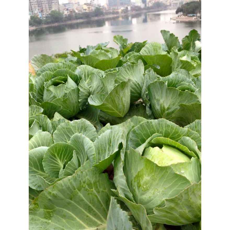 Hạt Giống Bắp Cải F1 (Bắp Sú, Cải Nồi) 1G