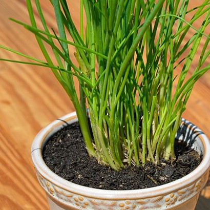 Hạt Giống Hành Lá Gốc Trắng 2G