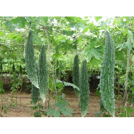 Hạt Giống Khổ Qua Trái Xanh F1 (Mướp Đắng) 3G