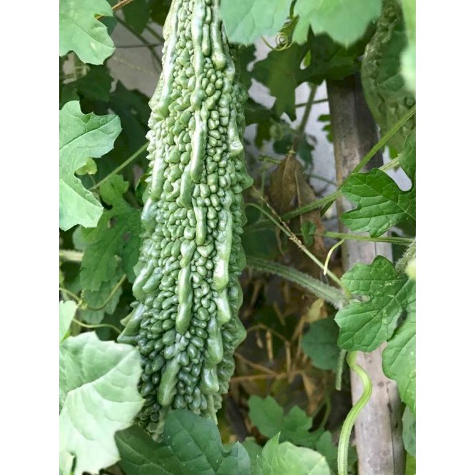Hạt Giống Khổ Qua Trái Xanh F1 (Mướp Đắng) 3G