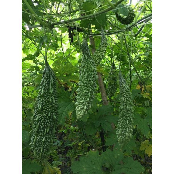 Hạt Giống Khổ Qua Trái Xanh F1 (Mướp Đắng) 3G