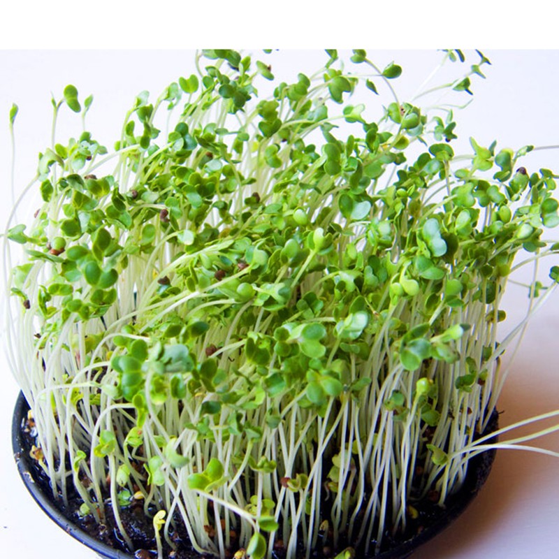 Túi Lớn 1Kg Hạt Giống Rau Mầm New Zealand Hạt To Dễ Trồng