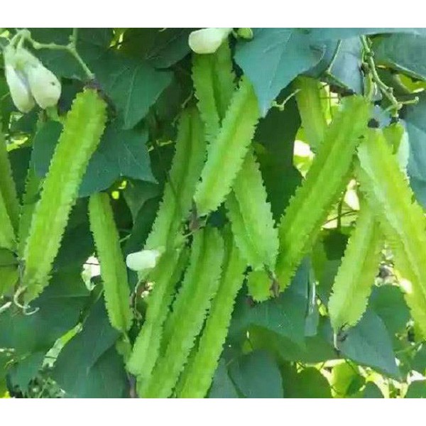 Hạt Giống Đậu Rồng 10G