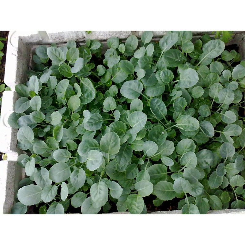 Hạt Giống Cải Rổ 10G