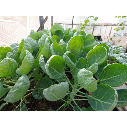 Hạt Giống Cải Rổ 10G