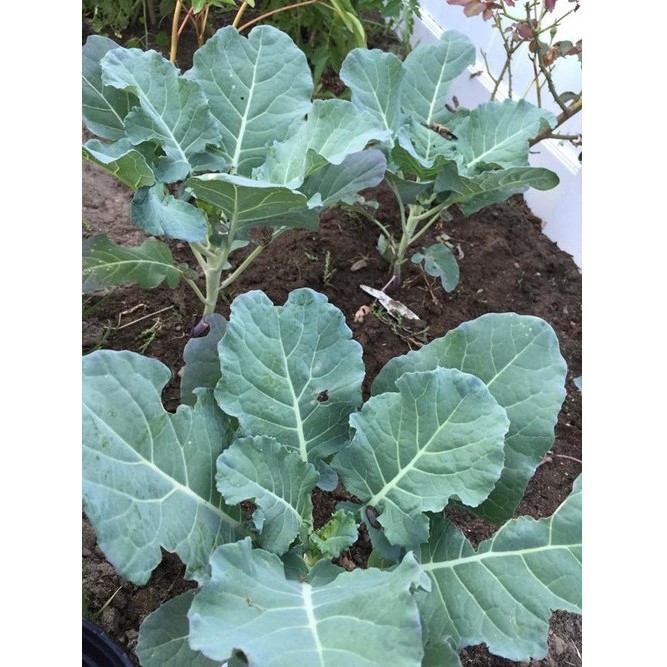 Hạt Giống Cải Rổ 10G