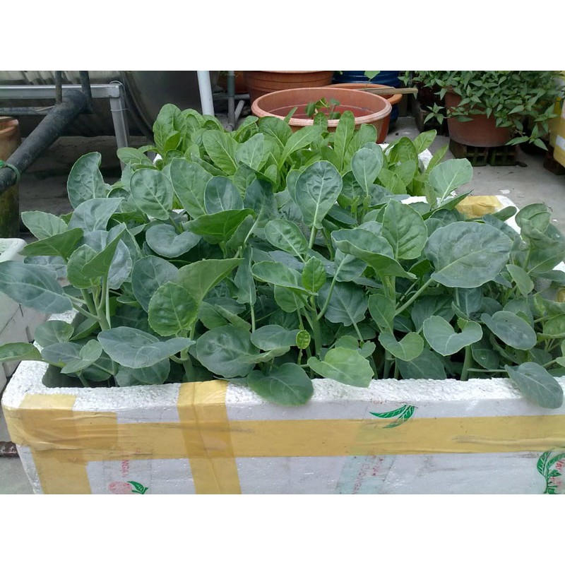 Hạt Giống Cải Rổ 10G