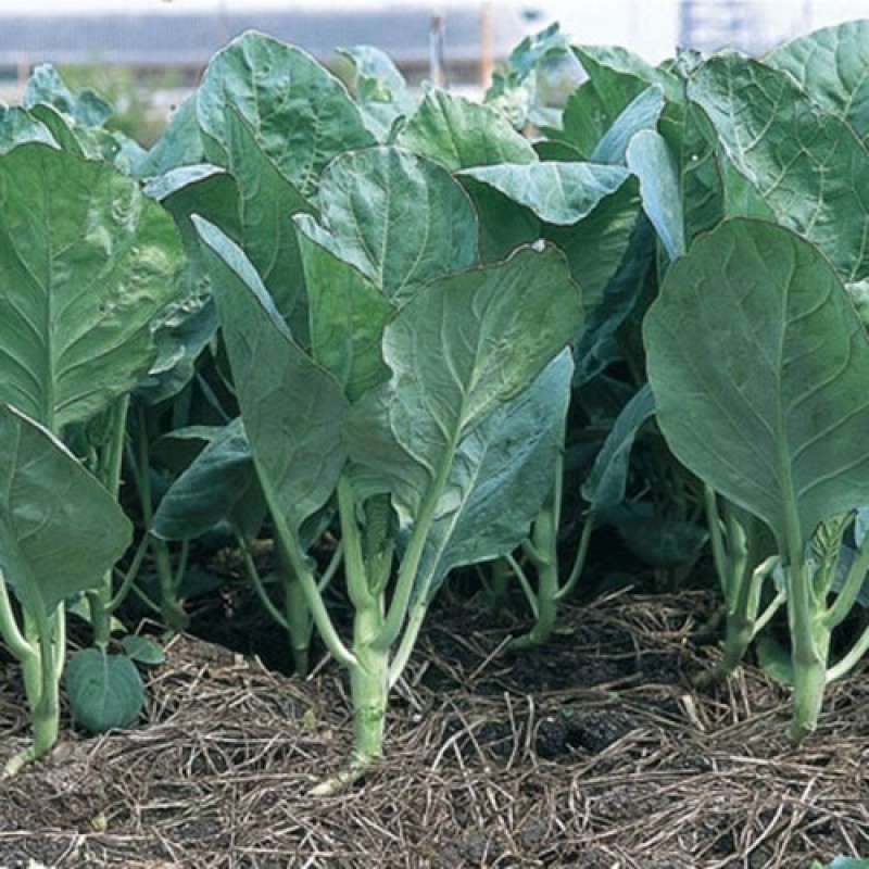 Hạt Giống Cải Rổ 10G