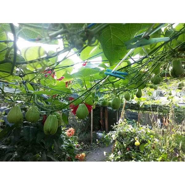 Lưới Giàn Dây Leo Rosa 2X3M