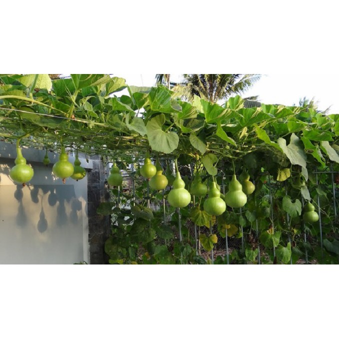 Lưới Giàn Dây Leo Rosa 2X3M