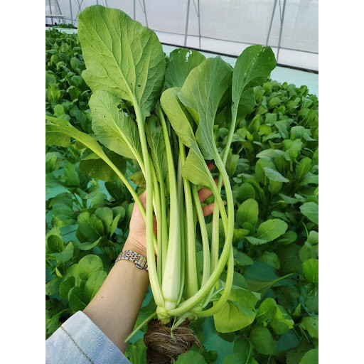 Hạt Giống Cải Ngọt