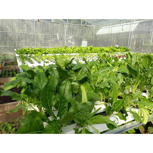 Hạt Giống Cải Bó Xôi (Rau Bina) Chịu Nhiệt