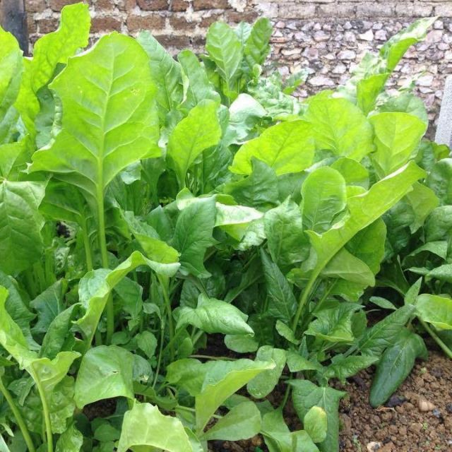 Hạt Giống Cải Bó Xôi (Rau Bina) Chịu Nhiệt