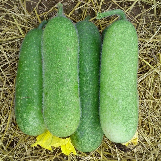 Hạt Giống Bí Đao Chanh F1 200Mg