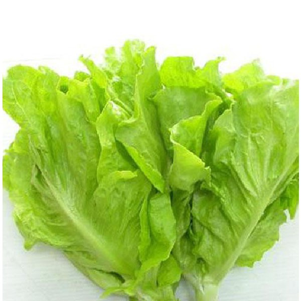 Hạt Giống Xà Lách Vàng Cao Sản