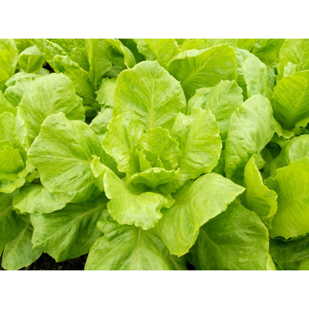 Hạt Giống Xà Lách Vàng Cao Sản