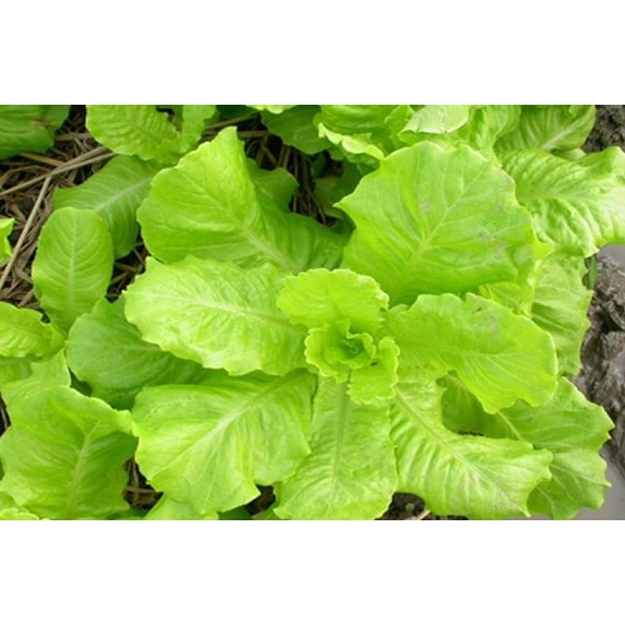 Hạt Giống Xà Lách Vàng Cao Sản