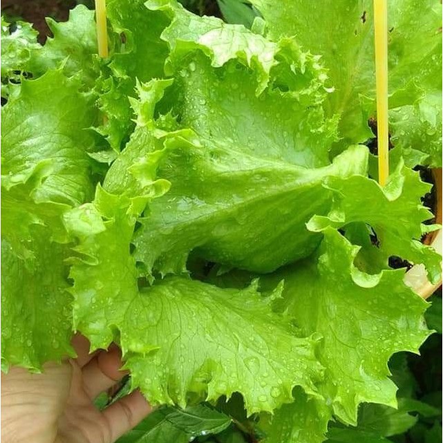 Hạt Giống Xà Lách Minetto 2G