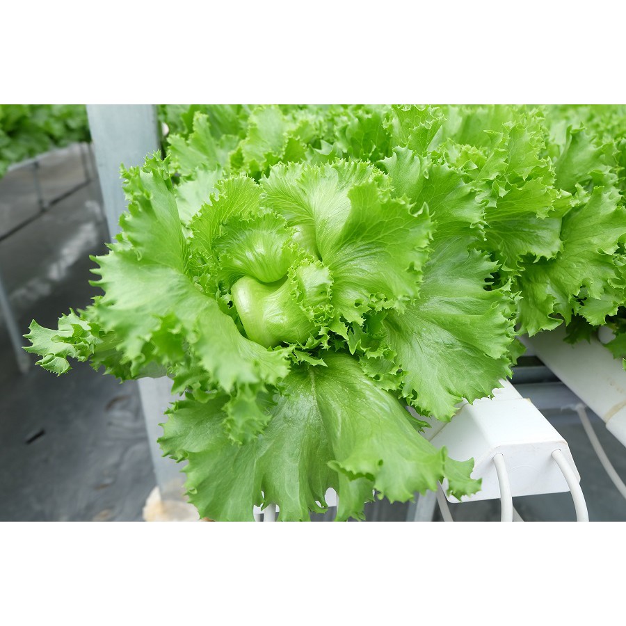 Hạt Giống Xà Lách Minetto 2G