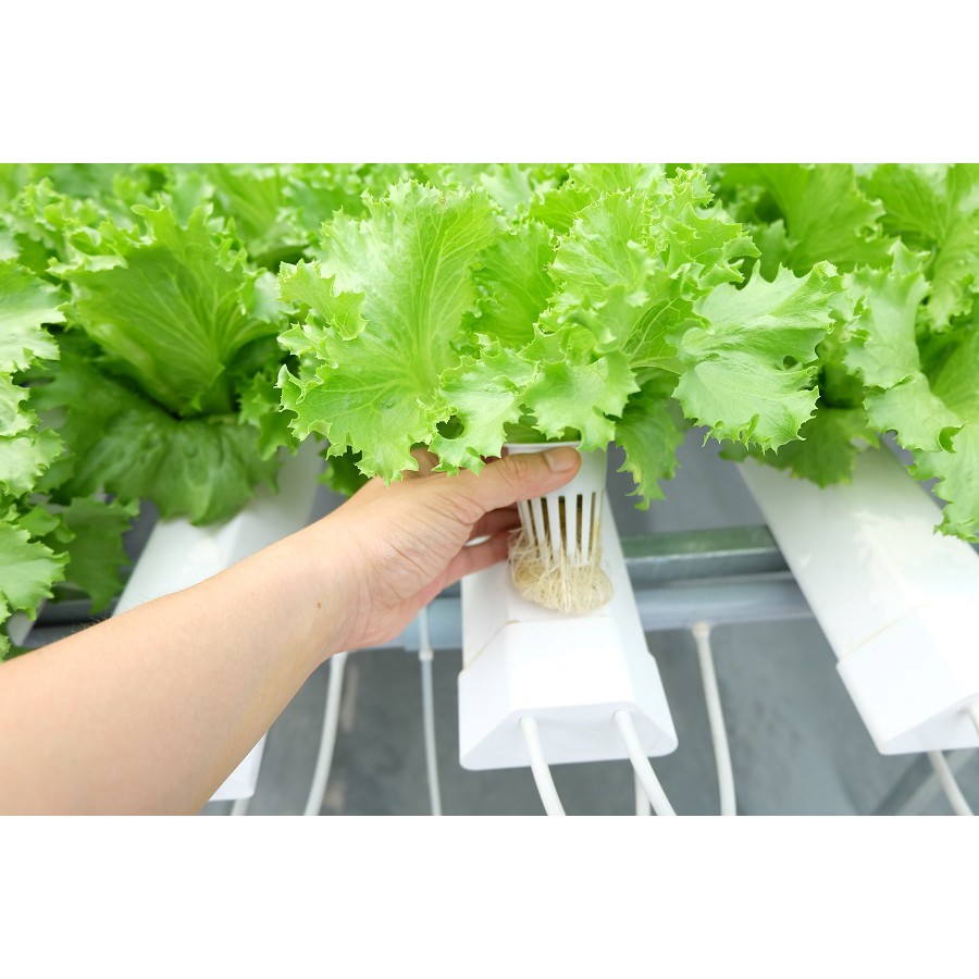 Hạt Giống Xà Lách Minetto 2G