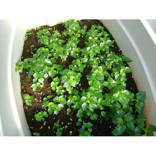 Hạt Giống Rau Càng Cua 500Mg