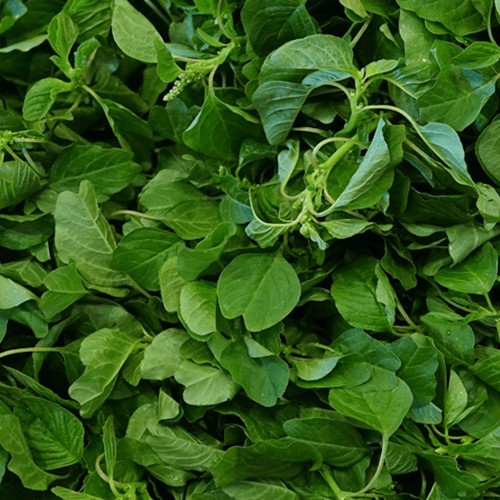 Hạt Giống Rau Dền Cơm 10G