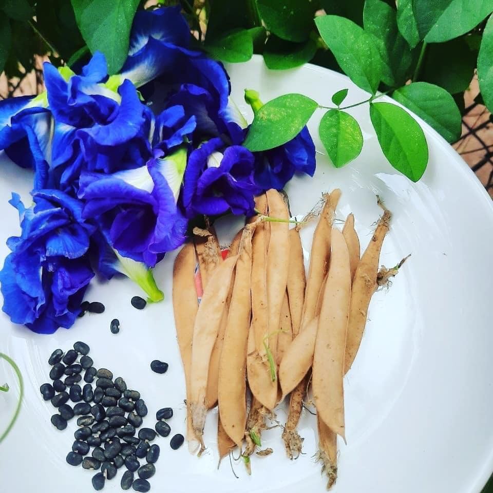 Hạt Giông Hoa Đậu Biếc Kép Dễ Trồng 20H