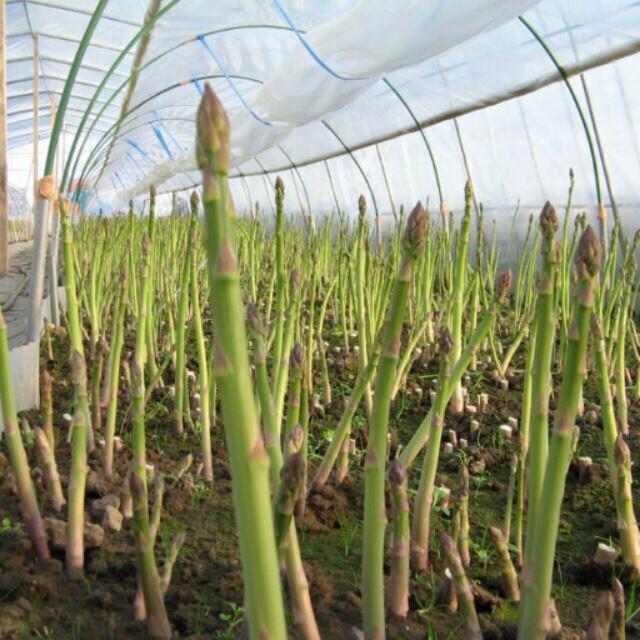 Hạt Giống Măng Tây 2G