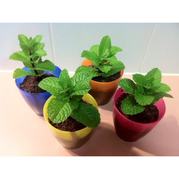 Hạt Giống Bạc Hà Âu 200Mg