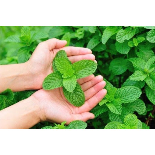 Hạt Giống Bạc Hà Âu 200Mg