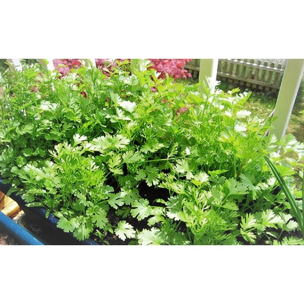 Hạt Giống Ngò Bạc Liêu (Ngò Rí) 20G