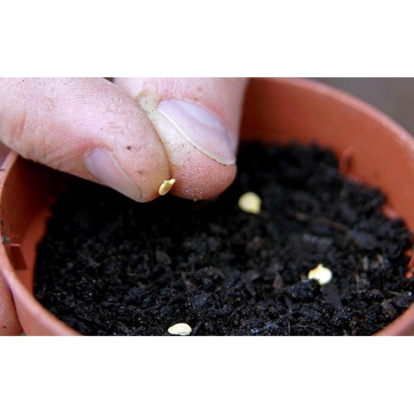 Hạt Giống Ớt Sừng Vàng 100Mg