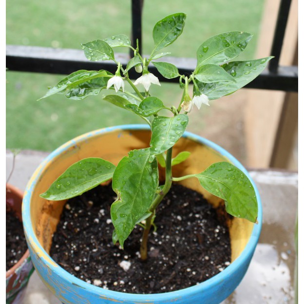 Hạt Giống Ớt Sừng Vàng 100Mg