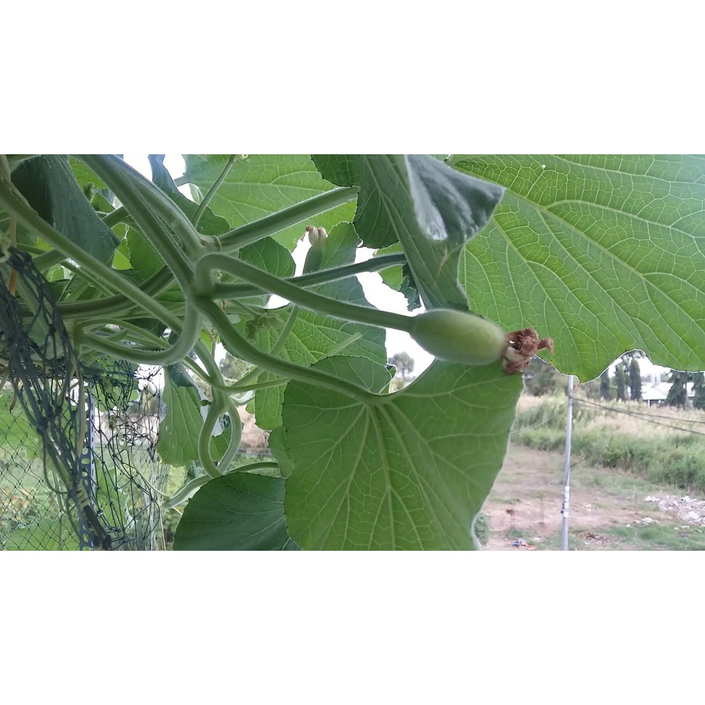 Hạt Giống Bầu Lai (Bầu Láng) F1 1G