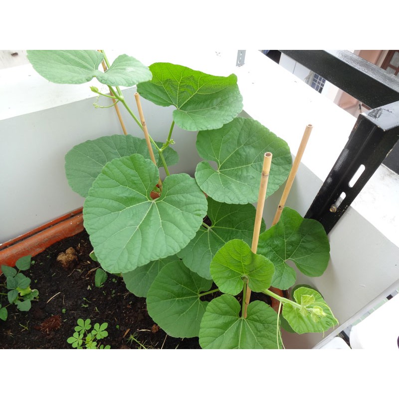 Hạt Giống Bầu Lai (Bầu Láng) F1 1G