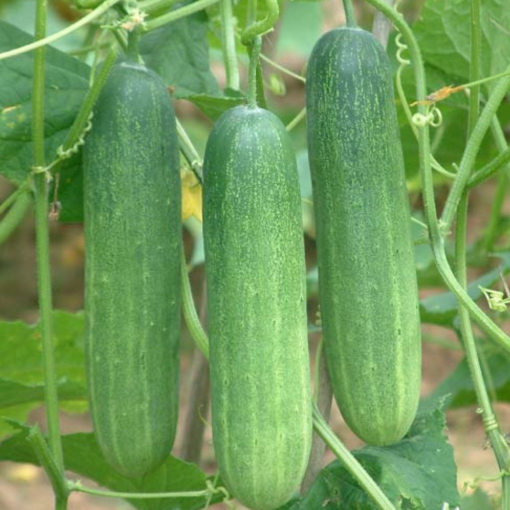 Hạt Giống Dưa Leo F1 Taka 1G