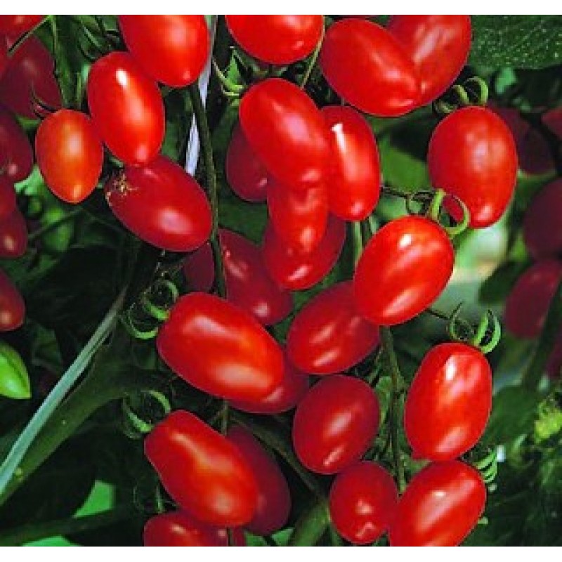 Hạt Giống Cà Chua Bi 100Mg