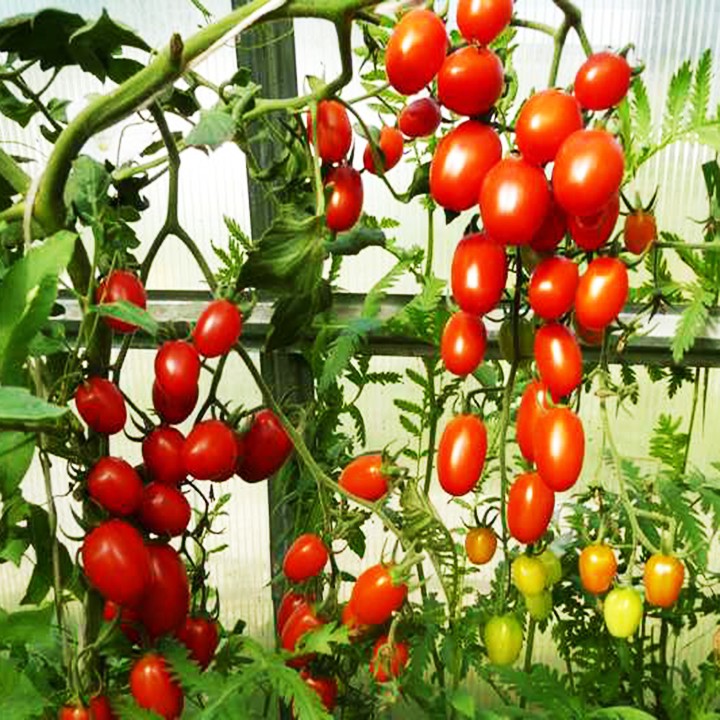 Hạt Giống Cà Chua Bi 100Mg