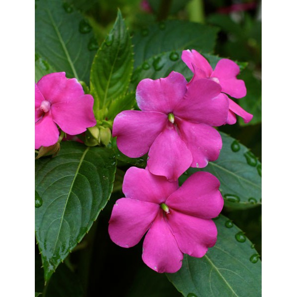 Hạt Giống Hoa Mai Địa Thảo Hồng 10H