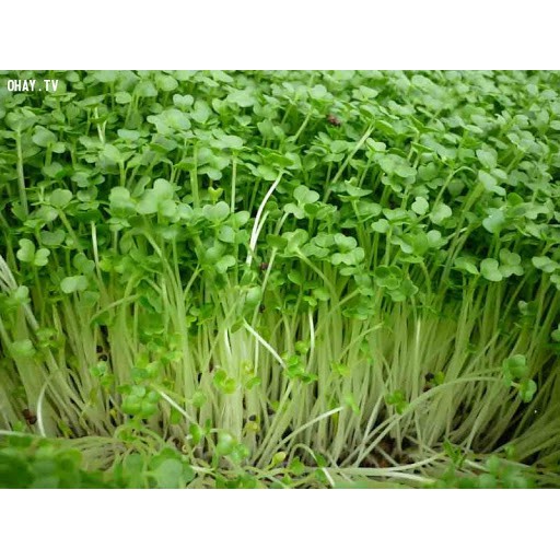 Hạt Giống Cải Mầm New Zealand