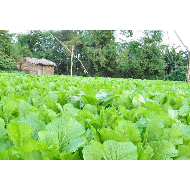 Hạt Giống Cải Bẹ Dưa